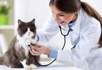 Familias peruanas tienen gastos en promedio S300 millones en cuidados de sus mascotas