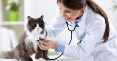 Familias peruanas tienen gastos en promedio S300 millones en cuidados de sus mascotas